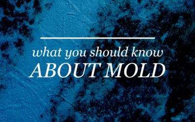 Ten Things You Should Know About Mold